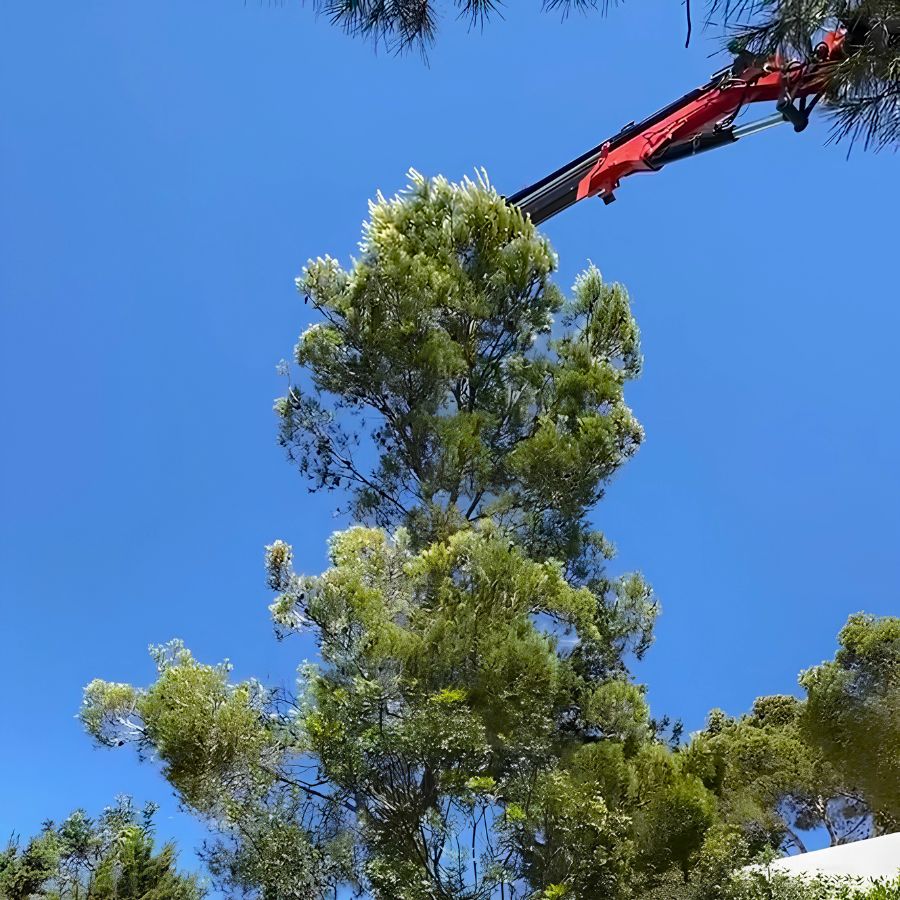 Tala controlada en Ibiza
