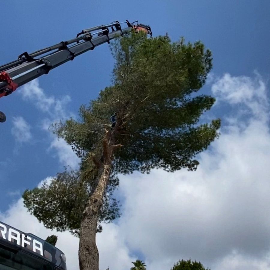 Trabajos forestales generales
