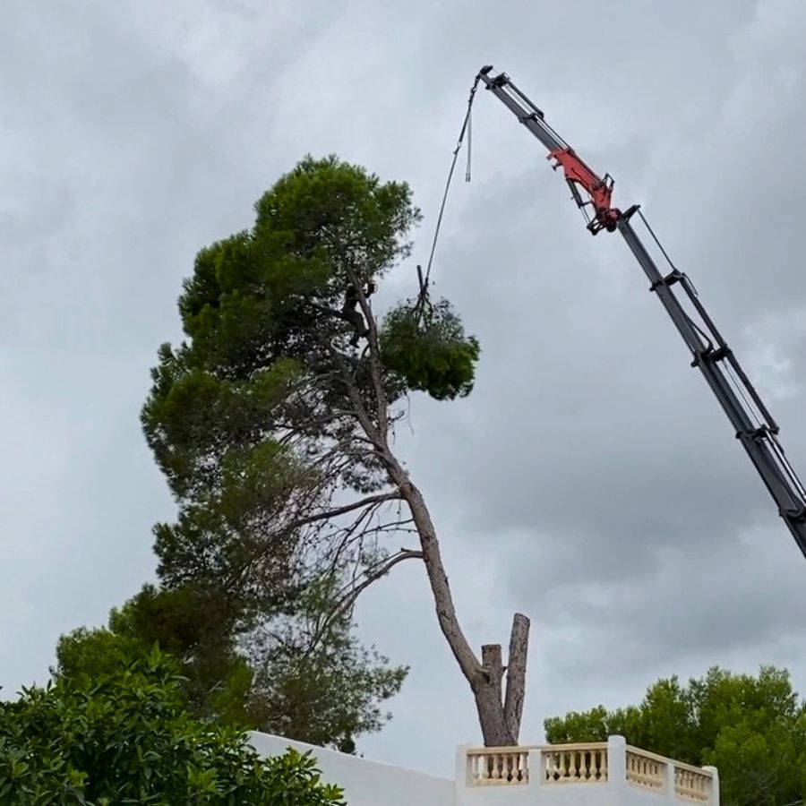 Poda en altura en Ibiza