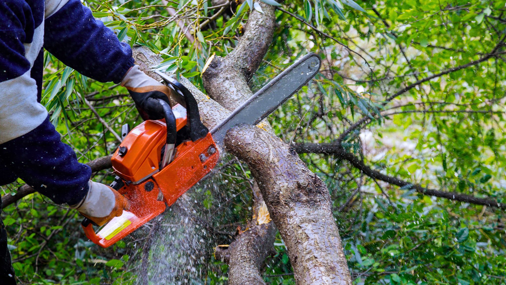 Limpieza de terrenos en Ibiza - Trabajos Forestales 100% Ibiza