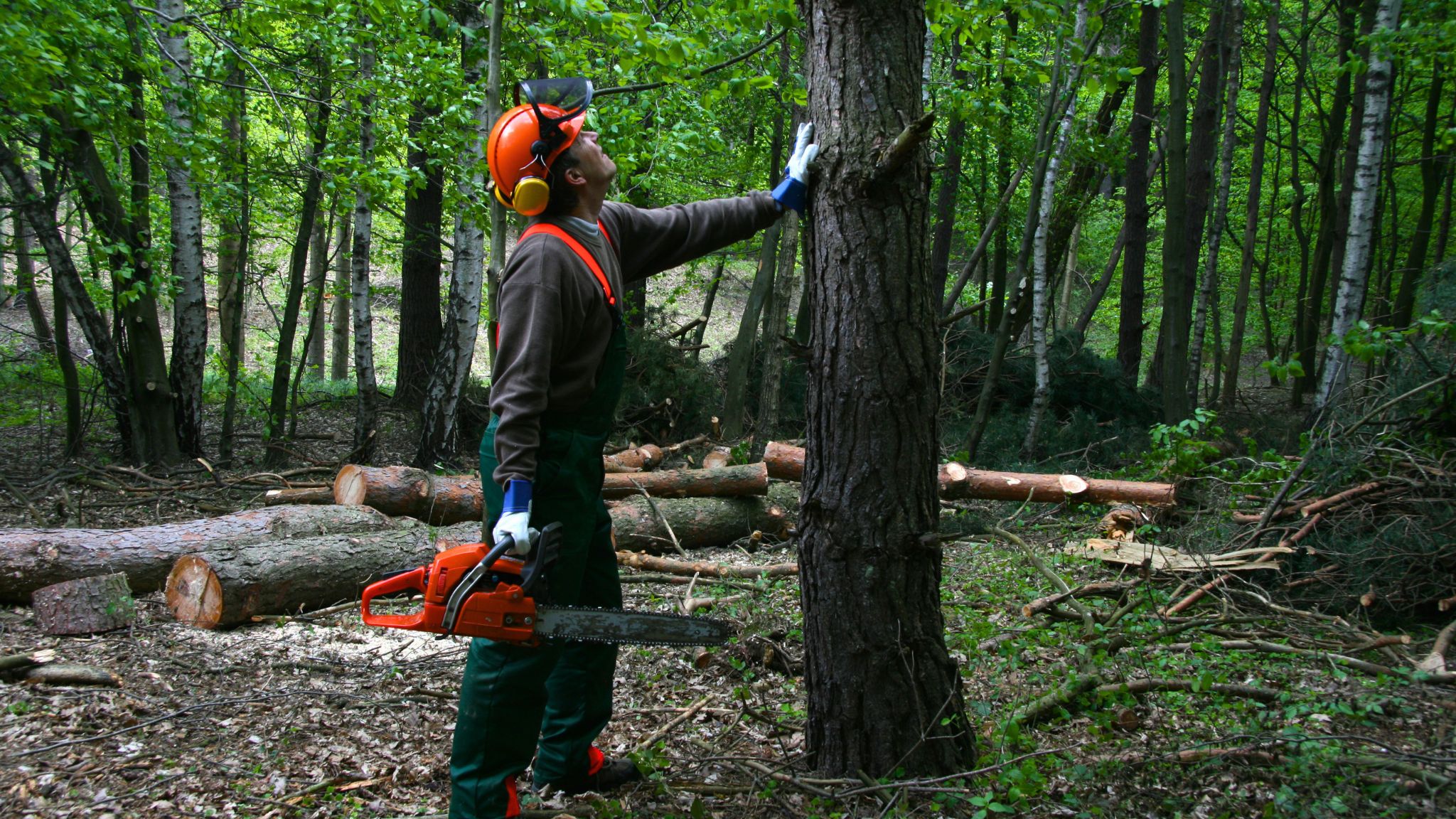 Poda en altura en Ibiza - Trabajos Forestales 100% Ibiza