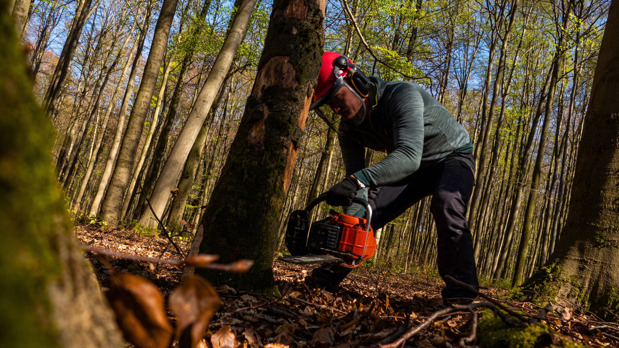 Trabajos forestales en Ibiza - mantenimiento y gestión de terrenos - 100% Ibiza